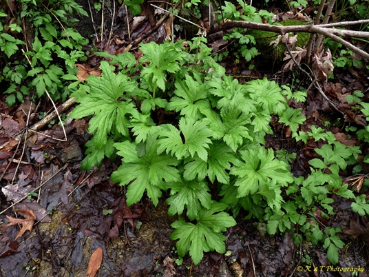 {Trautvetteria caroliniensis}